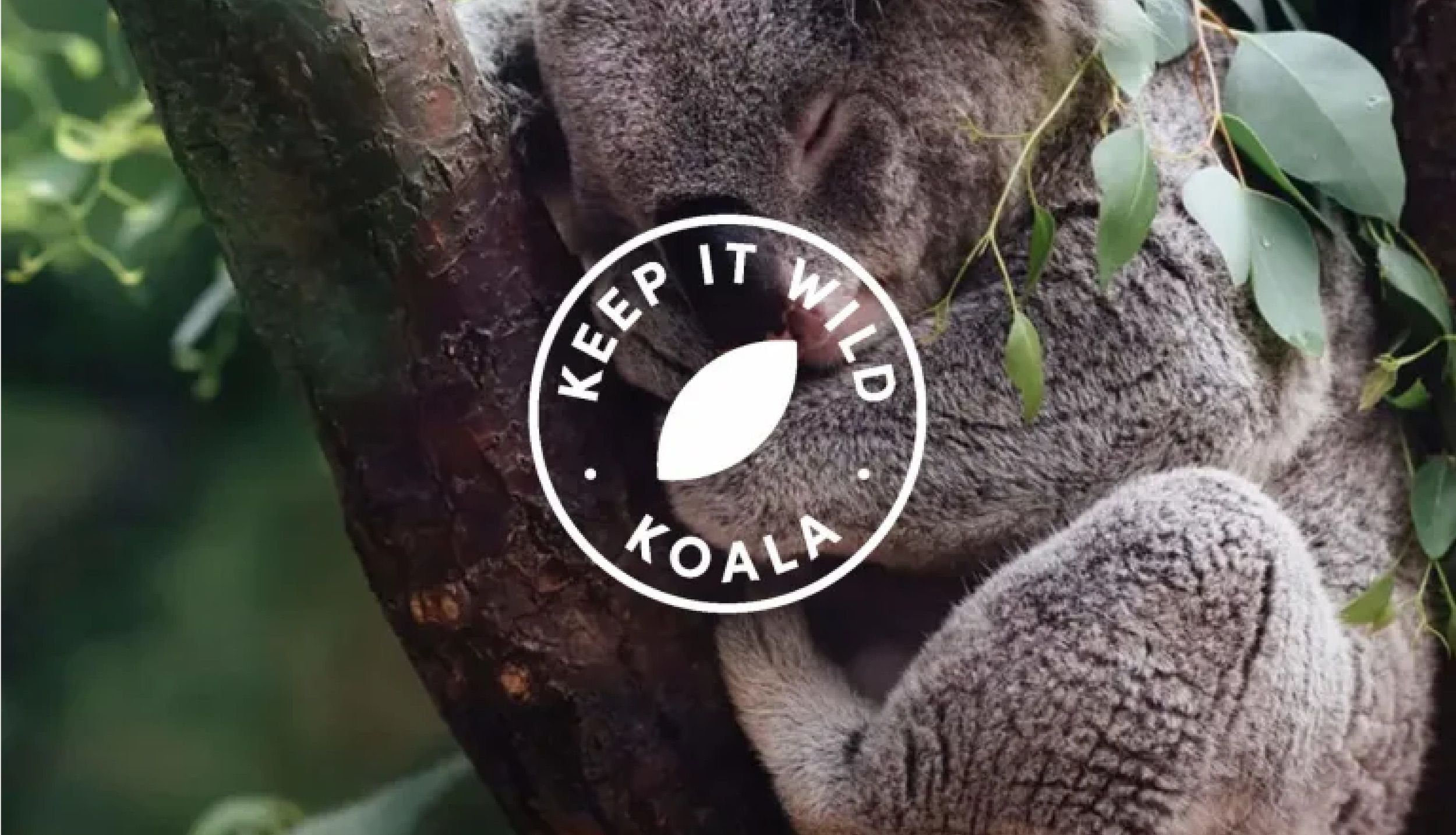 Koala sleeping on a tree with green leaves, overlayed with a "Keep It Wild Koala" emblem in white.