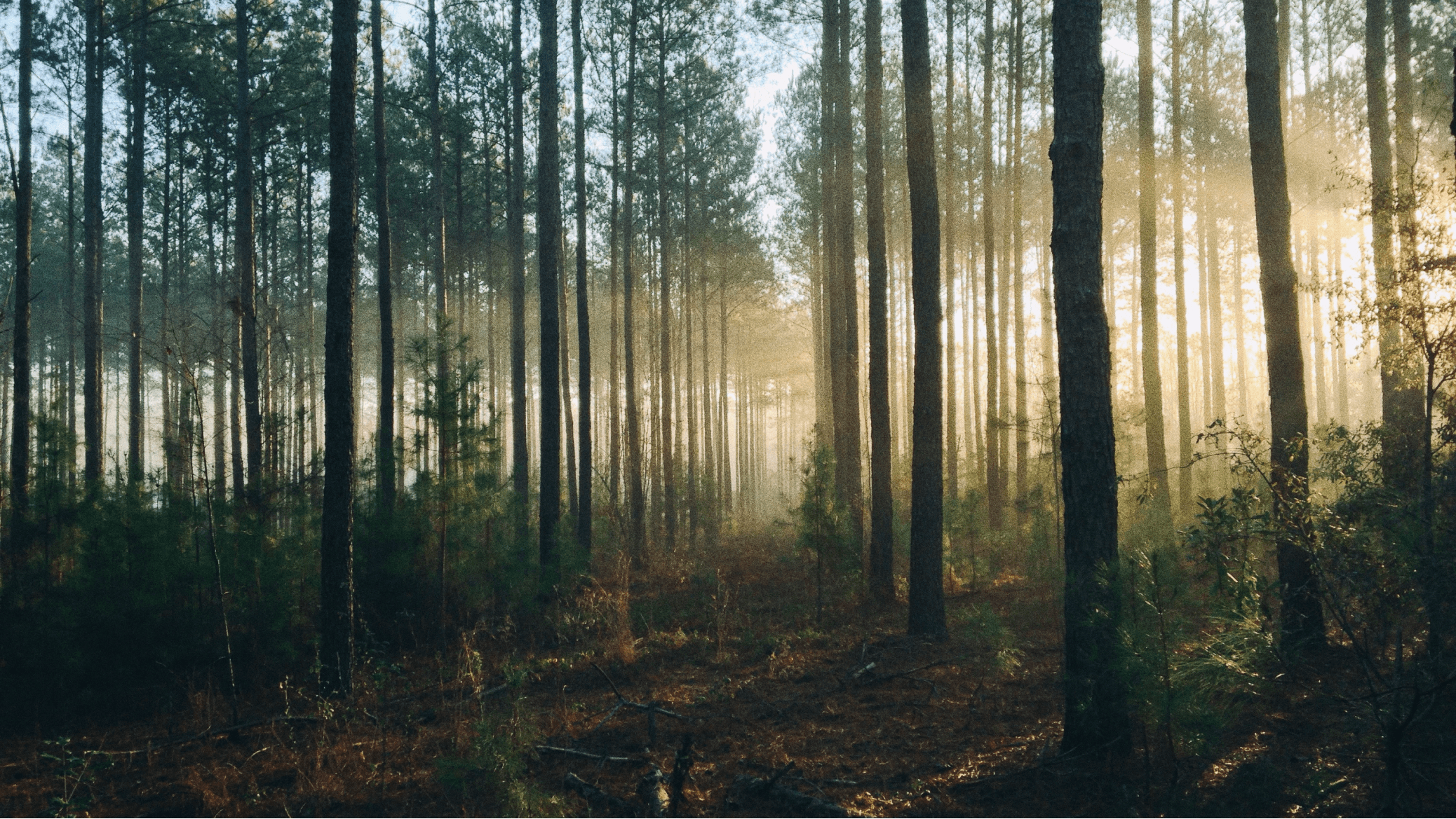 Sunlight streams through tall, dense forest trees, illuminating a misty woodland floor with rich greenery and earthy tones.
