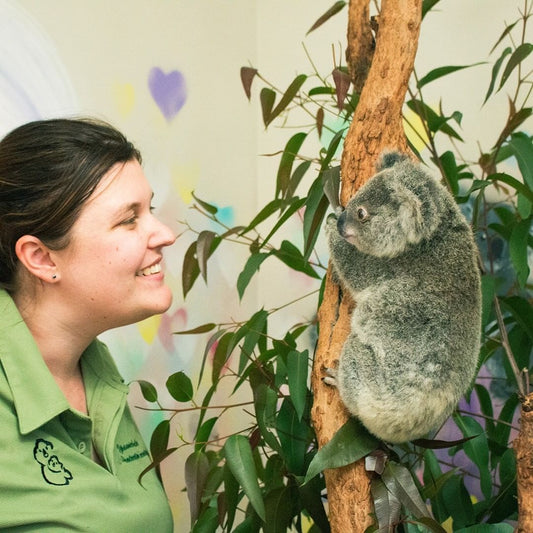 Every Koala Mattress lends a helping hand to koalas in need