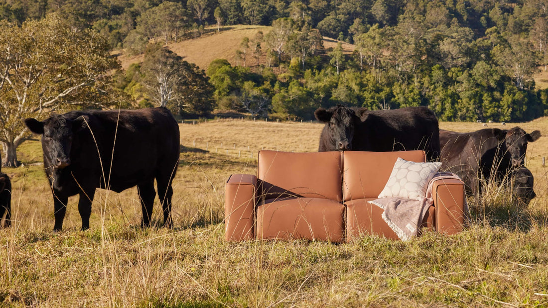 Meet our vegan leather couch: leather cows love