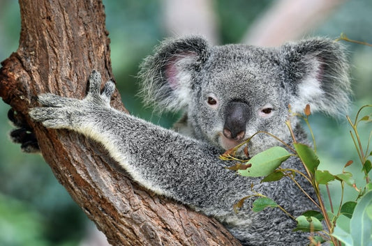 Where does the word “koala” come from?