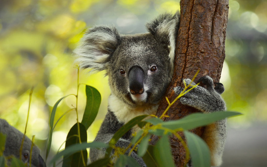 A close-up image of a Koala gripping onto a gum tree