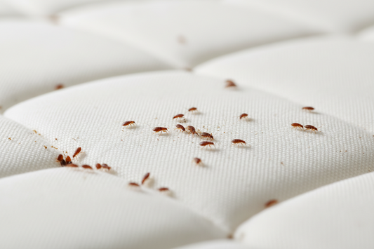 How to Get Rid of Bed Bugs in a Mattress