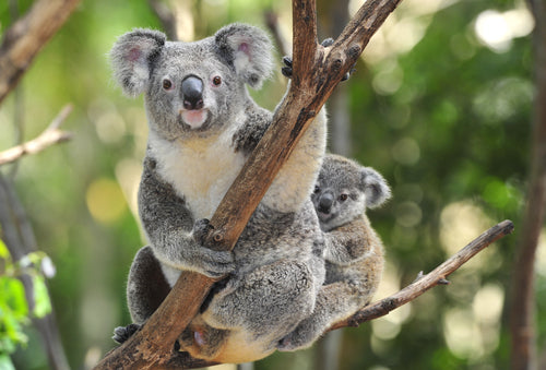 Buy a new Koala Mattress, adopt a real koala