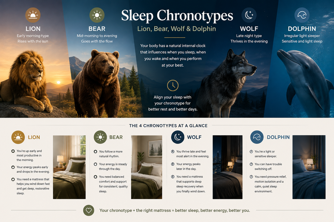 Sleep Chronotypes: Lion, Bear, Wolf & Dolphin