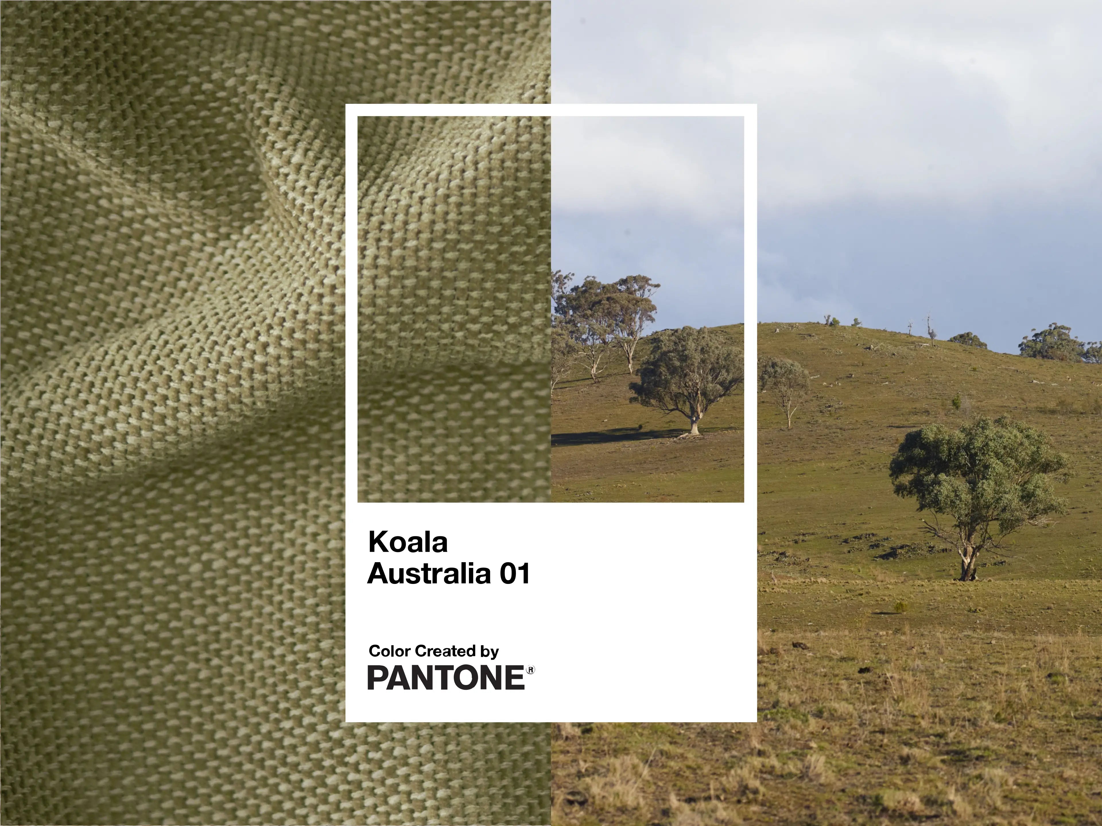 Koala and Pantone Collection