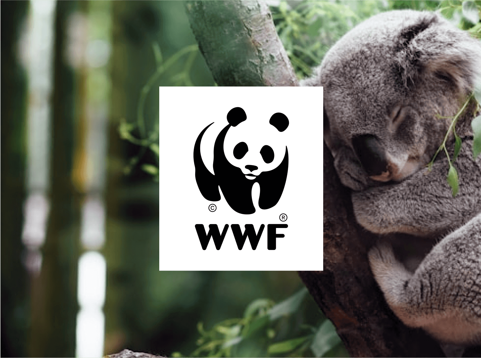 WWF logo with a panda placed on top of a photo of a sleeping koala on a tree. Background features lush green foliage and bamboo.